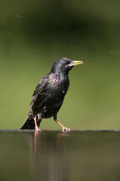 Szpak, sturnus vulgaris — Zdjęcie stockowe