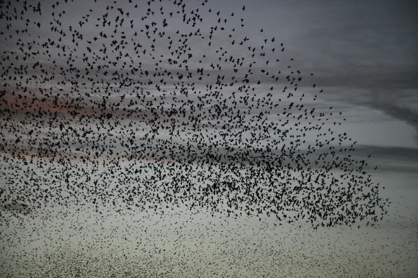 Szpak, sturnus vulgaris — Zdjęcie stockowe