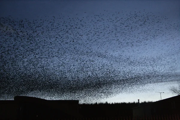 Starling, Sturnus vulgaris — Stock Photo, Image