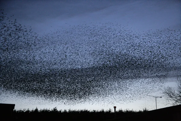 Estornino, sturnus vulgaris — Foto de Stock