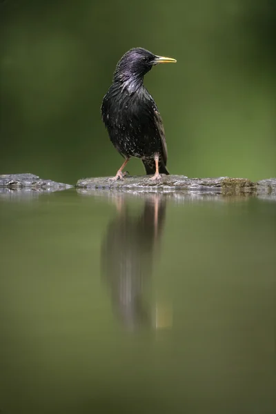 Špaček, sturnus vulgaris — Stock fotografie