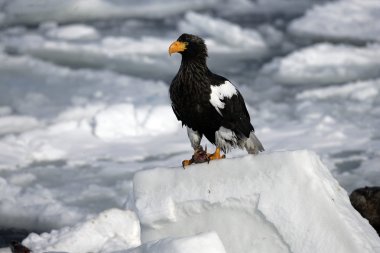 Steller's deniz-Kartal, haliaeetus pelagicus