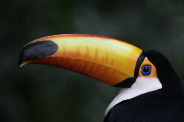 toco Tukan, ramphastos toco