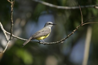 tropikal kingbird, tyrannus melancholicus