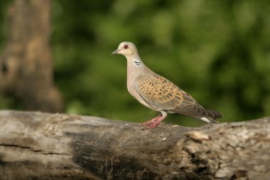 kumru, streptopelia turtur