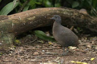 dalgalı tinamou, crypturellus undulatus