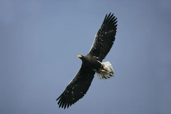 Merikotka, Haliaeetus pelagicus — kuvapankkivalokuva