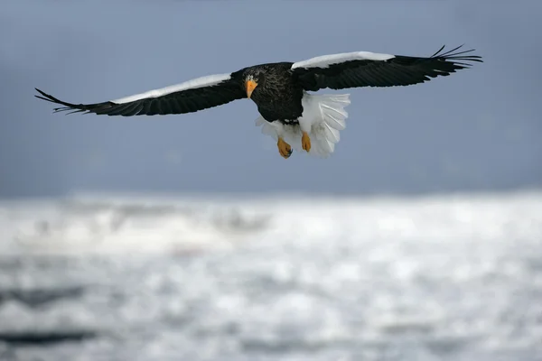 Águila marina de Steller, Haliaeetus pelagicus —  Fotos de Stock