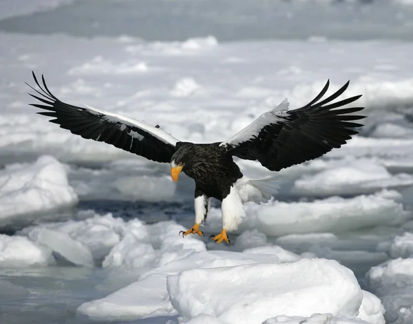 Steller orzeł morza, haliaeetus pelagicus — Zdjęcie stockowe