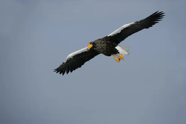 Águila marina de Steller, Haliaeetus pelagicus — Foto de Stock