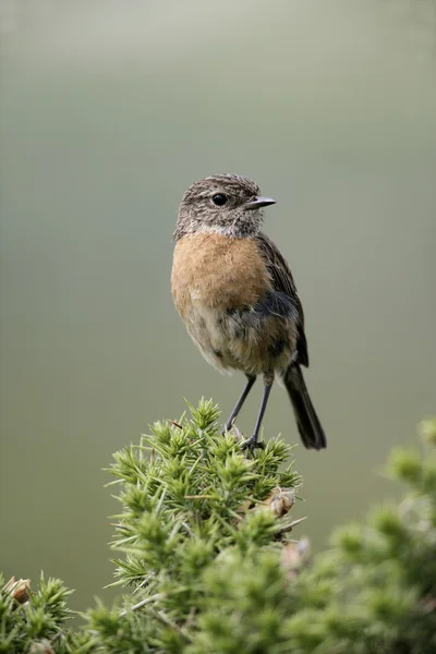 Bramborníček černohlavý, saxicola torquata — Stock fotografie