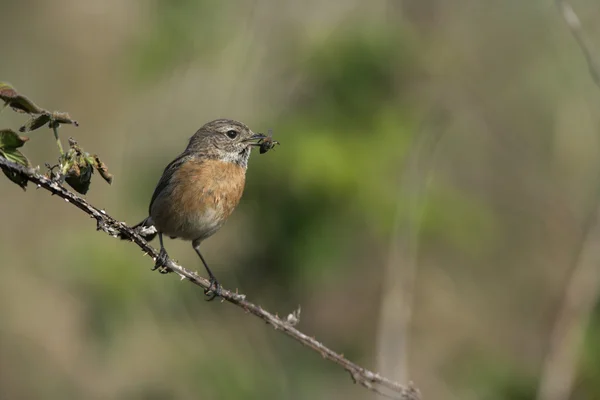 Saxicola 林ノビタキ — ストック写真