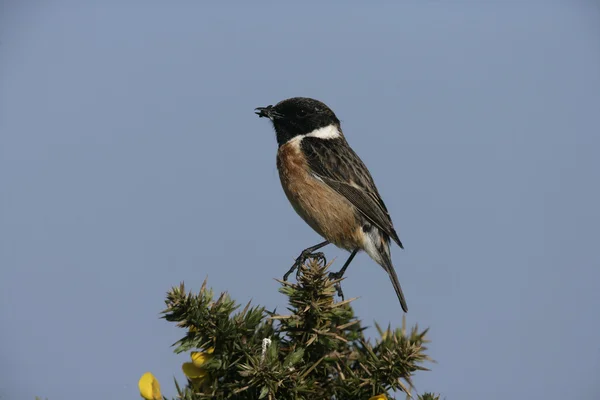 Kląskawka, saxicola torquata — Zdjęcie stockowe