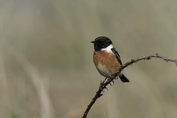 Kląskawka, saxicola torquata — Zdjęcie stockowe