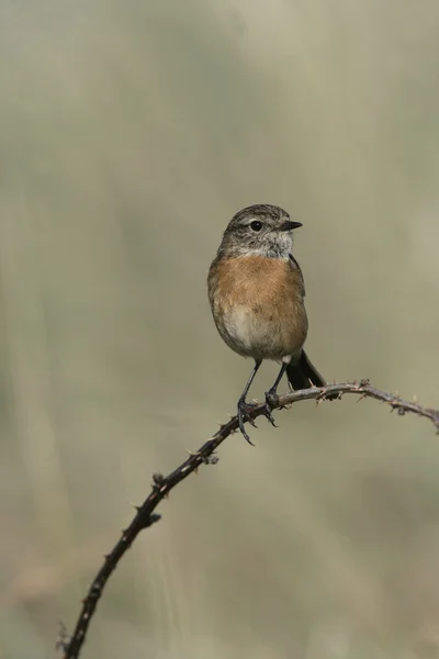 Cartaxo, saxicola torquata — Fotografia de Stock