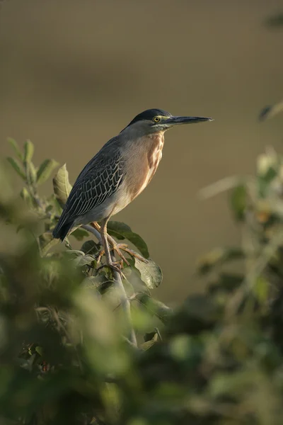 Tvärstrimmig heron, butorides striata — Stockfoto