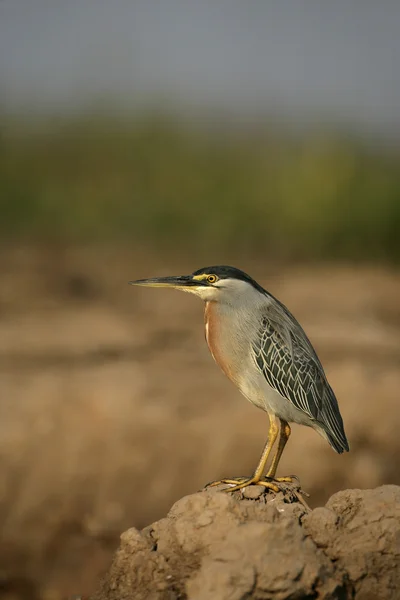 Garza estriada, Butorides striata — Foto de Stock