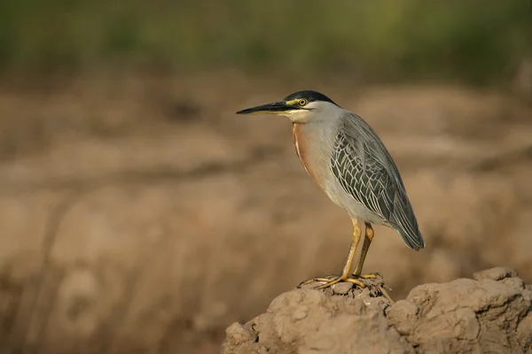 Streifenreiher, Butorides striata — Stockfoto