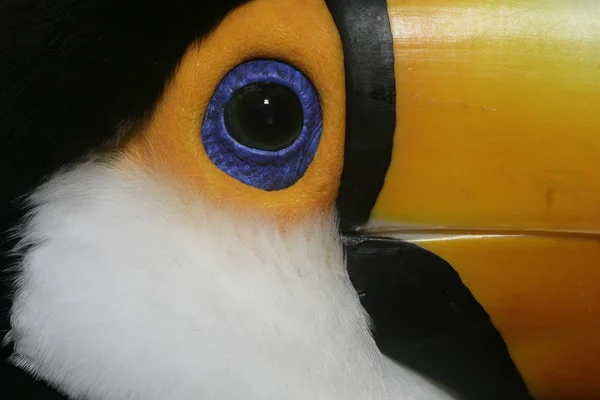 Toco toucan, Ramphastos toco — Stock Photo, Image