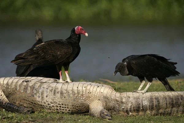 Avvoltoio della Turchia, Cathartes aura — Foto Stock