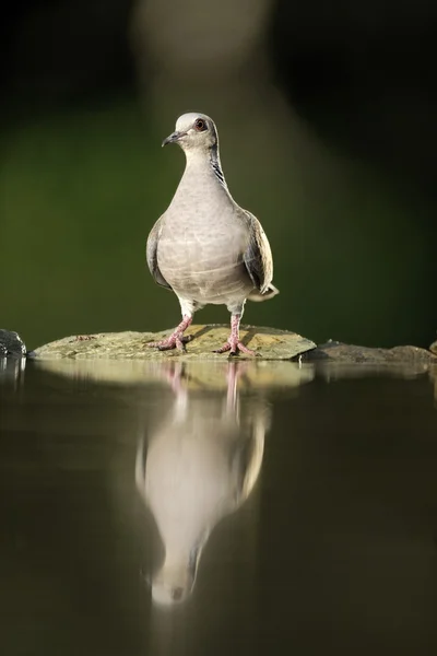 거북 비둘기, Streptopelia turtur — 스톡 사진