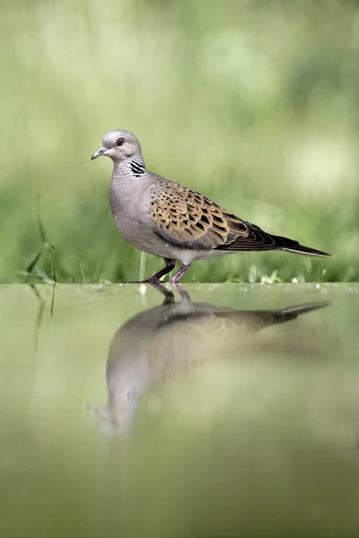 Hrdličko, streptopelia turtur — Stock fotografie