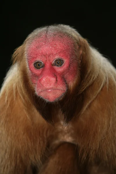 Macaco Uakari, Cacajao calvus , — Fotografia de Stock