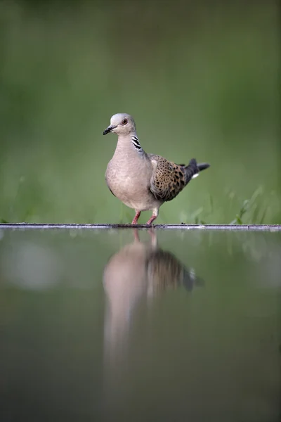 Kumru, streptopelia turtur — Stok fotoğraf