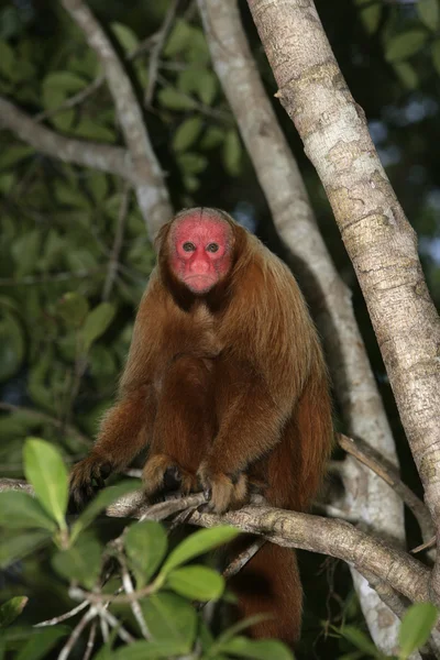 Uakari małpa, rodziny Pitheciidae calvus, — Zdjęcie stockowe