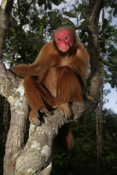 Uakari małpa, rodziny Pitheciidae calvus, — Zdjęcie stockowe