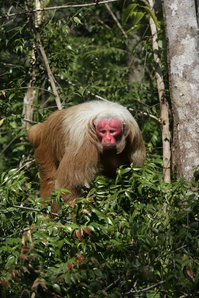 Uakari monkey, Cacajao calvus, — Stock Photo, Image