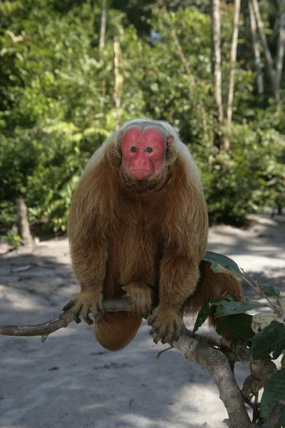 Uakari 猿、cacajao calvus, — ストック写真