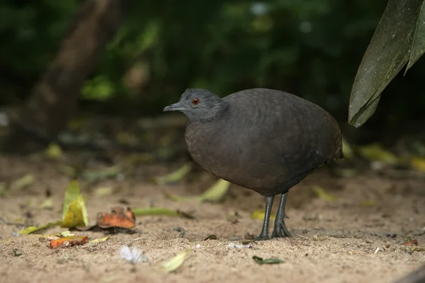 Undulated tinamou, Crypturellus undulatus — Stock Photo, Image