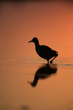 gerdanlı Jakana Jakana Jakana,