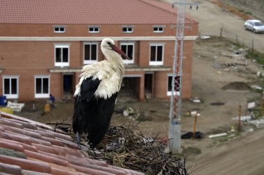 Beyaz leylek, ciconia ciconia,