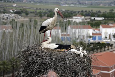 Beyaz leylek, ciconia ciconia,