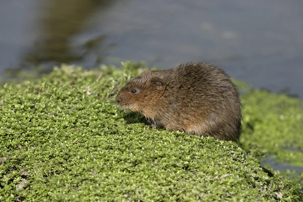 Raza de agua, Arvicola terrestris — Foto de Stock