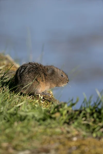 Water vole, Arvicola terrestris — Stock Photo, Image