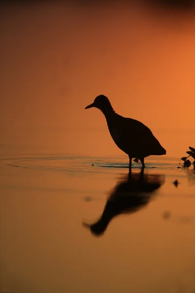 Chalinolobus jacana's, jacana's jacana 's, — Stockfoto