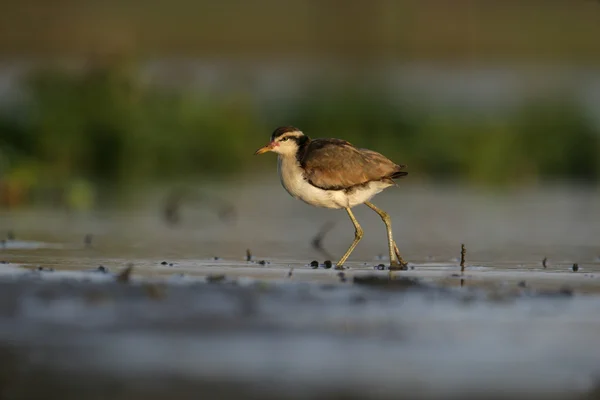 Wattled якани, якани якани, — стокове фото