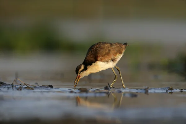 Wattled якани, якани якани, — стокове фото