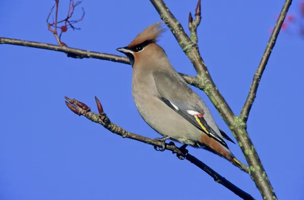 Waxwing, Bombycilla garrulus — Stock Photo, Image