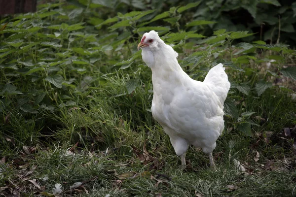 White araucana, — Stock Photo, Image