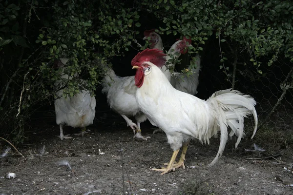 Leghorn bianco — Foto Stock