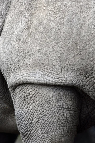 Witte neushoorn, ceratotherium simum — Stockfoto