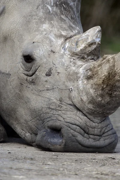 White rhino, Ceratotherium simum — Stock Photo, Image