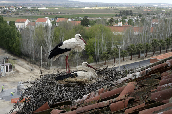 White stork, Ciconia ciconia,