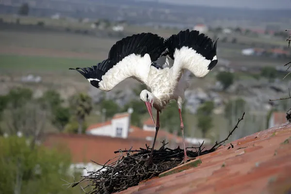 Bocian biały, ciconia ciconia, — Zdjęcie stockowe