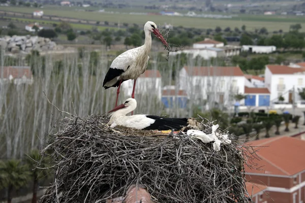Hvit stork, Ciconia cikoni , – stockfoto