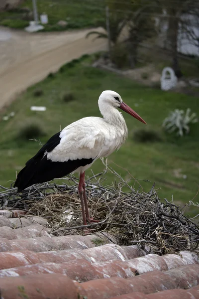 Bocian biały, ciconia ciconia, — Zdjęcie stockowe